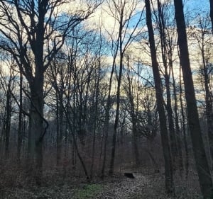 Quartier du Taillis et forêt - Yerres - 2
