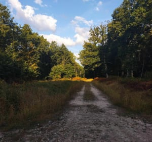 Balade forestière et sentiers ruraux - Saint-Mammès - 2
