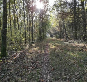 Jogging d'automne dans la forêt entre Rurange et Trèmery - Rurange-lès-Thionville - 2