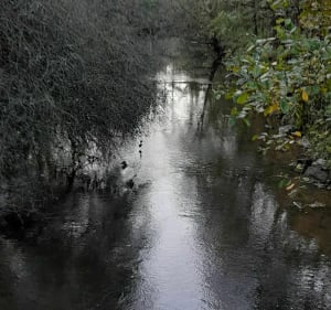 Vallée du Couesnon - Mézières-sur-Couesnon - 2
