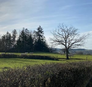 Forêt domaniale, pays Chantellais dans l’Allier en Auvergne - Deneuille-lès-Chantelle - 2