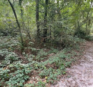 Balade aux sources de Cestas et lac de Monsalut - Gazinet - 2