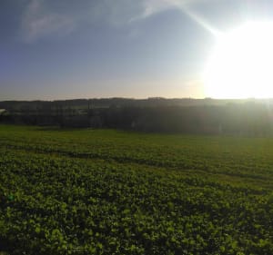 Balade dans la forêt domaniale d'Hesdin - Guisy - 3