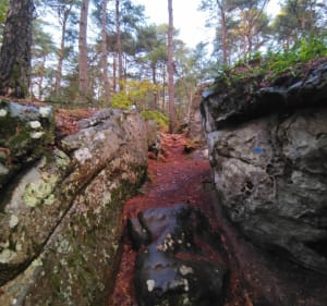 Sentier Denecourt Collinet 11 - Fontainebleau - 2