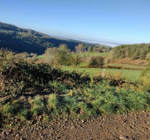 Du Bernay au Bessat par les chemins et pistes forestières - Saint-Étienne - 2