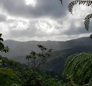 Boucle Morne Jacob et Morne La Caillierie - Le Morne Rouge - 3