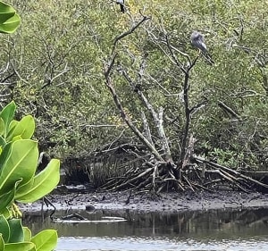 Marche alliant mangrove et baie - Magenta - 2