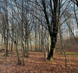 Parcours de la tête Saint-Jean - Saint-Jean-aux-Bois - 2