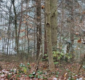 Boucle hivernale de Lautenbach - Lautenbach - 2
