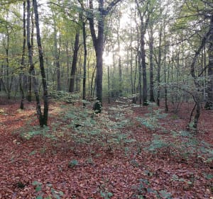 Promenade au Bois du Four retour par le Bois des Rappes - Gerbéviller - 2