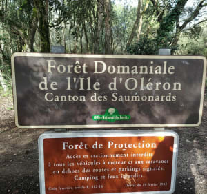 Korte wandeling in het Saumonards-bos - Saint-Georges-d'Oléron - 2