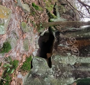 A la recherche des abris de Carriers - Fontainebleau - 2