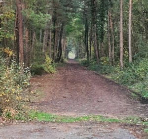 Beau circuit dans la forêt domaniale de Chinon - Saint-Benoît-la-Forêt - 2