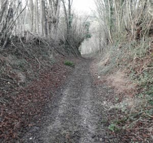Ceton, le prieuré et la forêt du Perche - Ceton - 2