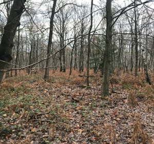 Ballade forêt domaniale de Bois d’Arcy - Bois d’Arcy - 5