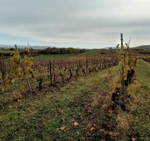 Balade la tête dans les vignes de Cébazat - Cébazat - 2