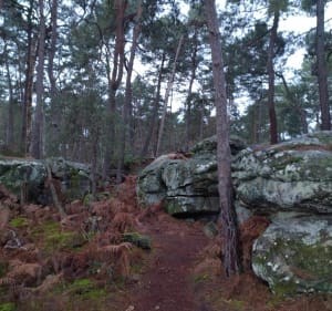 Découvrir les sentiers et chemins de la forêt de Fontainebleau - Fontainebleau - 2