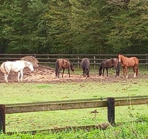 Balade dans la nature de la Membrolle sur Choisille - La Membrolle-sur-Choisille - 2