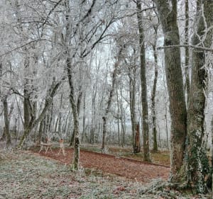 Balade hivernale à Liernais - Liernais - 2