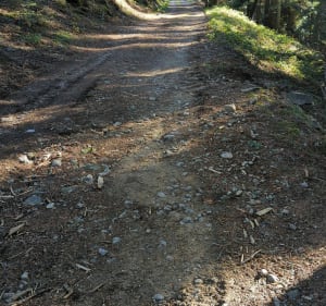 Balade en forêt depuis Pont Souvignet. - Tarentaise - 3