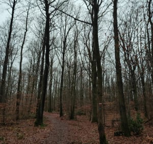 En boucle autour du Bois de Kabiline - Coignières - 2