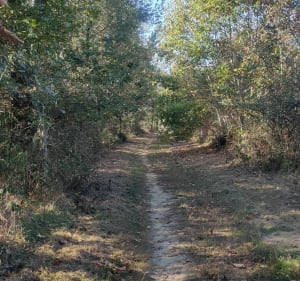 Balade en VTT à travers la forêt de Bouconne - Aussonne - 3