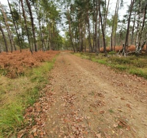 Dans le calme de la forêt de Poigny - Poigny la Forêt - 2