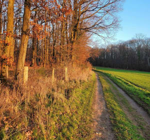Arnouville à Rosay par les bois de Septeuil - Arnouville-lès-Mantes - 2