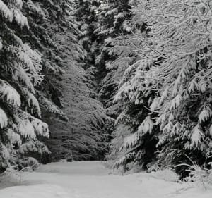 Sortie à la Bresse sur une bonne poudreuse - Guy - 2