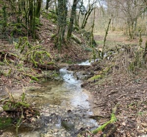 Petit tour en forêt de Chatelard - JEROME - 3