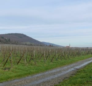 De Châtenois à Orschwiller par le vignoble. - Châtenois - 2