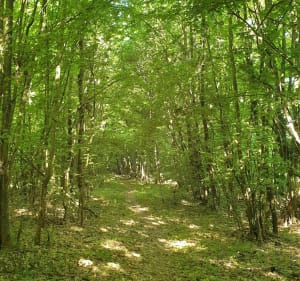 Sur les sentiers du bois de Courcelles sur Nied - GUY - 3