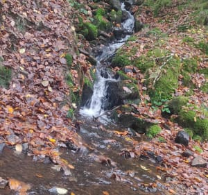 Sur les traces du maquis et des champis - Anost - 2