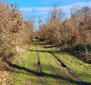 Promenade en forêt des Maunys - Peggy - 3