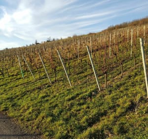 Balade dans les vignes retour le long de la bruche - Mutzig - 2