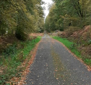 Balade en forêt de Cerisy du Chêne au Veneur - Montfiquet - 2