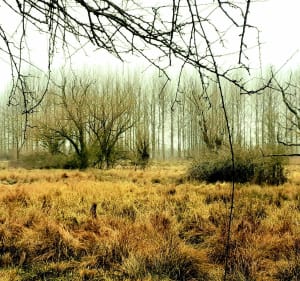 Sentier des Etoquies à Landrecies - Jean-luc - 3