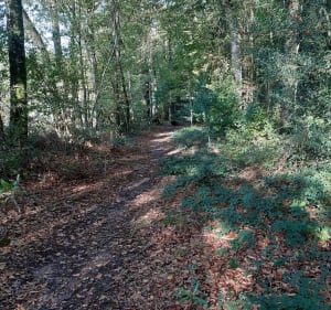 Le Rheu : entre ville et forêt - Le Rheu - 2