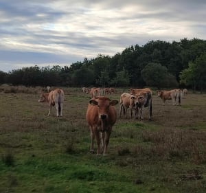Les marais de Crossac - Vincent - 3