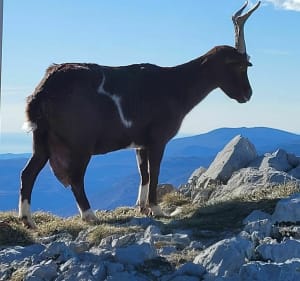 Le Mont Vial - Départ de Revest les Roches - 2