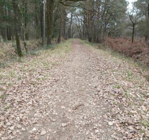 Balade à la Forêt de Larcay - Larçay - 2
