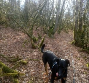 Petit parcours dans les hauteurs de Mellecey - Mellecey - 2