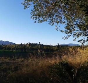 Méli-mélo sur Saint Jean Lasseille et Banyuls des Aspres - Saint-Jean-Lasseille - 2