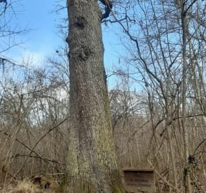 Grande boucle dans la forêt d'Erstein - Erstein - 2