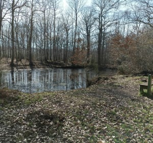 Balade des Vielles Ventes au bois de Baux - Sorel-Moussel - 2