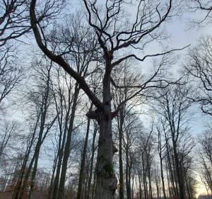 Très belle sortie en forêt de Laigue - Anne - 2