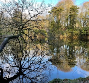 Balade au bois de Keroual - Guilers - 2