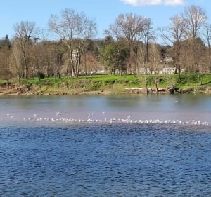 Bords de Loire depuis le pont de la Motte - Fondettes - 2