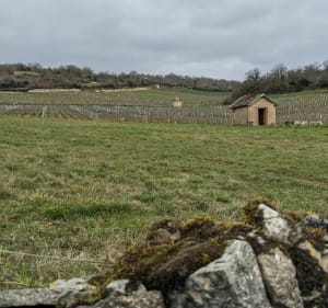 Rando entre forêt et vignes à Saint Gengoux Le National - Saint-Gengoux-le-national - 2