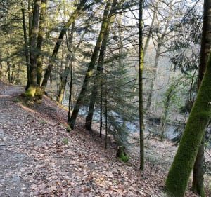 Balade en forêt du Palais vers le Moulin de Juriol - Le Palais-sur-Vienne - 2